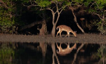 sundarban.jpg