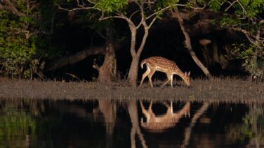 sundarban.jpg