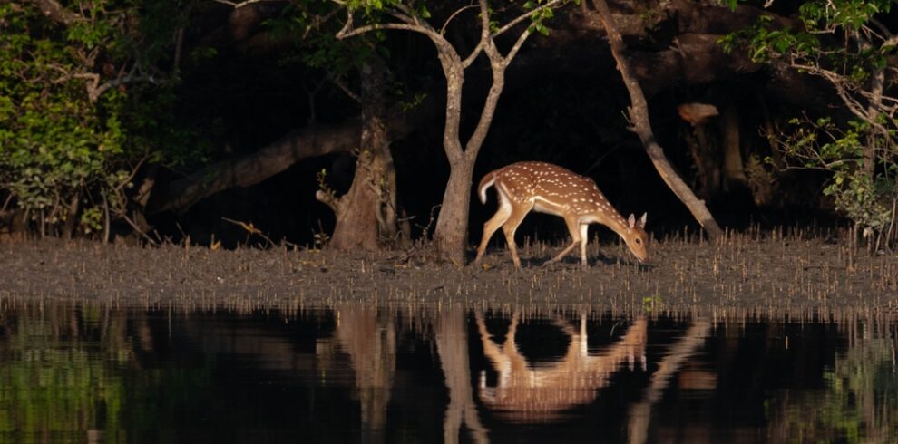 sundarban.jpg