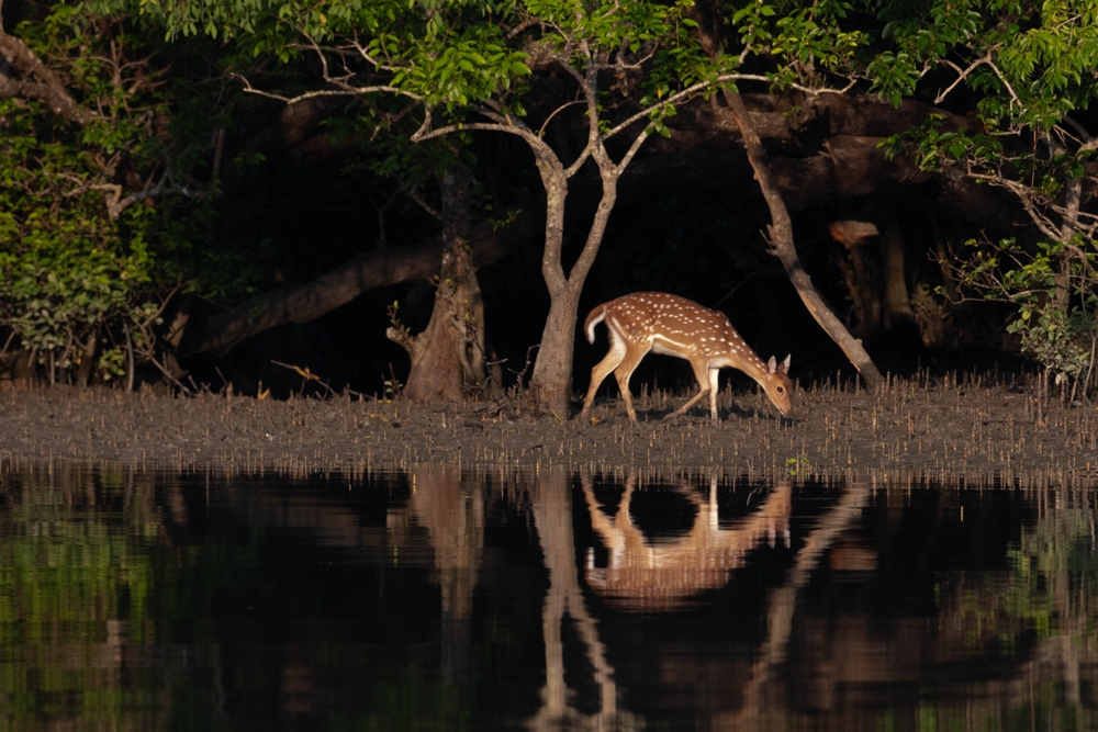 sundarban.jpg