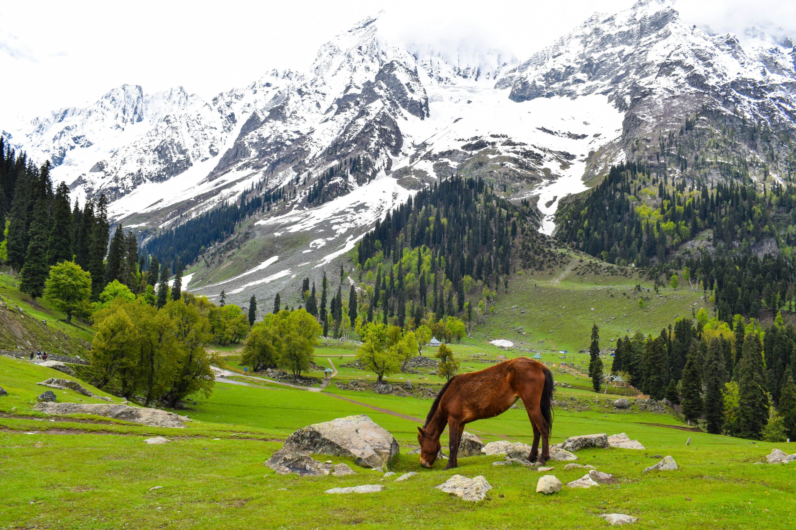kashmir